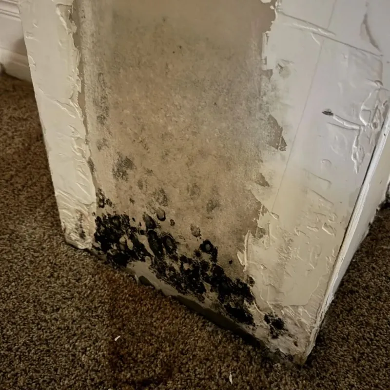Professional Mold Removal in Lawrence County, MS